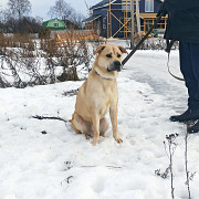 Пёс, который носит свои вещи Санкт-Петербург