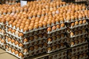 Фабричные куриные яйца Ташкент