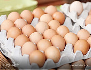 Фабричные куриные яйца Tashkent