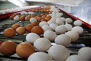 Сортировщица цыплят и яиц. Подработка или вахта. Тула