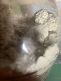 Грибная ферма Farmyc - мицелий ежовика гребенчатого на буром рисе и т.д. Таганрог
