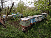 Пчелы и улья Курск