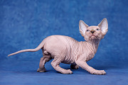 Питомник канадских сфинксов "Скорпион" предлагает котят. доставка из г.Екатеринбург