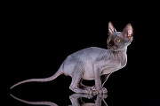Питомник канадских сфинксов "Скорпион" предлагает котят. доставка из г.Екатеринбург