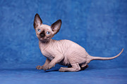 Питомник канадских сфинксов "Скорпион" предлагает котят. доставка из г.Екатеринбург