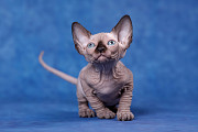 Питомник канадских сфинксов "Скорпион" предлагает котят. доставка из г.Екатеринбург