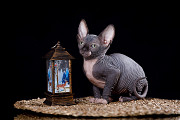 Королевская особа-Эльф, бамбино, сфинкс кошка доставка из г.Казань