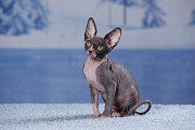 Королевская особа-Эльф, бамбино, сфинкс кошка доставка из г.Казань