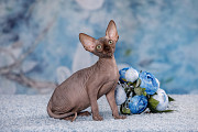 Королевская особа-Эльф, бамбино, сфинкс кошка доставка из г.Казань