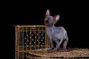 Королевская особа-Эльф, бамбино, сфинкс кошка доставка из г.Казань