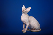 Экспериментальные и признанные породы Эльф, бамбино, Двэльф, канадский сфинкс. доставка из г.Красноярск
