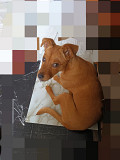 Бэмби-щенок от очень маленькой собачки Санкт-Петербург