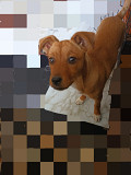 Бэмби-щенок от очень маленькой собачки Санкт-Петербург