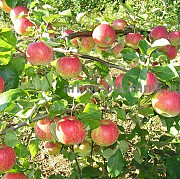 Саженцы яблони из питомника, с доставкой и посадкой по низкой цене Москва