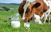 Разнорабочие на автоматизированную молочную ферму Калуга