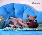 Котята Sphynx, Elf, Bambino, DWELF. Haifa