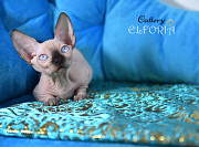 Котята Sphynx, Elf, Bambino, DWELF. Haifa