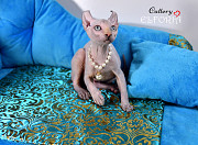 Котята Sphynx, Elf, Bambino, DWELF. Хайфа