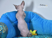 Котята Sphynx, Elf, Bambino, DWELF. Haifa