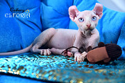 Котята Sphynx, Elf, Bambino, DWELF. Хайфа