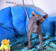 Котята Sphynx, Elf, Bambino, DWELF. Хайфа