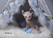 Котята Sphynx, Elf, Bambino, DWELF Haifa