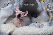 Котята Sphynx, Elf, Bambino, DWELF Хайфа