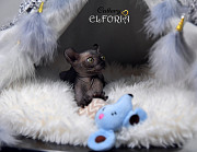 Котята Sphynx, Elf, Bambino, DWELF Haifa