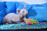 Котята Elf. Haifa