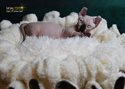 Котята Sphynx, Elf, Bambino, DWELF. Хайфа