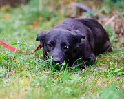 Собака с разноцветными глазами Санкт-Петербург
