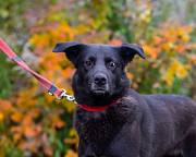 Собака с разноцветными глазами Санкт-Петербург