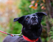 Собака с разноцветными глазами Санкт-Петербург