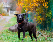 Собака с разноцветными глазами Санкт-Петербург