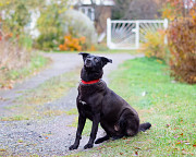 Собака с разноцветными глазами Санкт-Петербург
