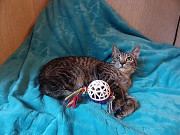 Ищет дом умный, спокойный кот-философ Санкт-Петербург