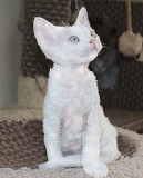 Devon Rex aus dem Haus der Madonna Берлин