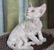 Devon Rex aus dem Haus der Madonna Берлин