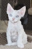 Devon Rex aus dem Haus der Madonna Берлин