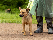 Маленький ласковый таксообразный пёсик Санкт-Петербург