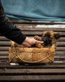 Янтарные щенки в добрые руки доставка из г.Москва