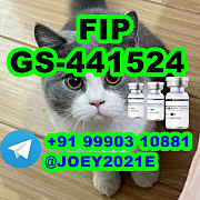 GS-441524 cat Fip Feline Infectious Peritonitis Екатеринбург