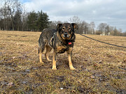 Идеальная пара классных собак Санкт-Петербург