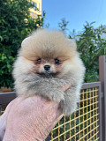 Pomeranian Dubrovnik