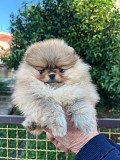 Pomeranian Dubrovnik