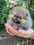 Pomeranian Dubrovnik