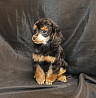 Пуделя щенок той черно-подпалая девочка доставка из г.Москва