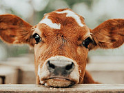 Дояр/доярка - вахта (беcплатное проживание) Сафоново