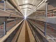 Оборудование для птицефабрики по выращиванию птиц Big Dutchman из Китайского производителя Hangzhou