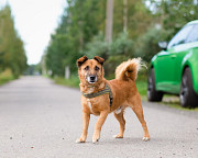 Маленький хорошенький пёс Санкт-Петербург